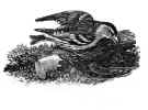 bird3.JPG (91075 bytes)